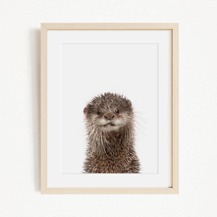 A picture of an otter with a curious expression, captured in a frame against a plain white background.