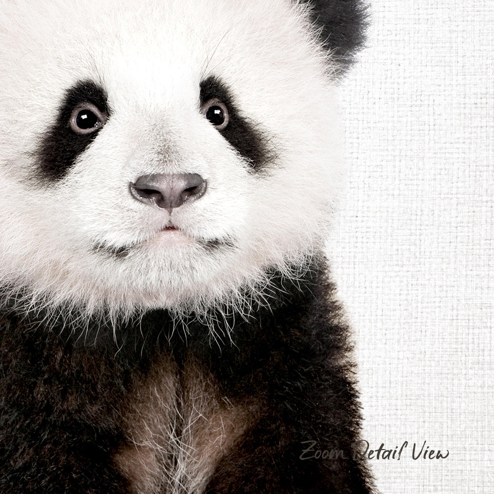 A close-up portrait of a panda bear, with its distinctive black and white fur and large, expressive eyes.
