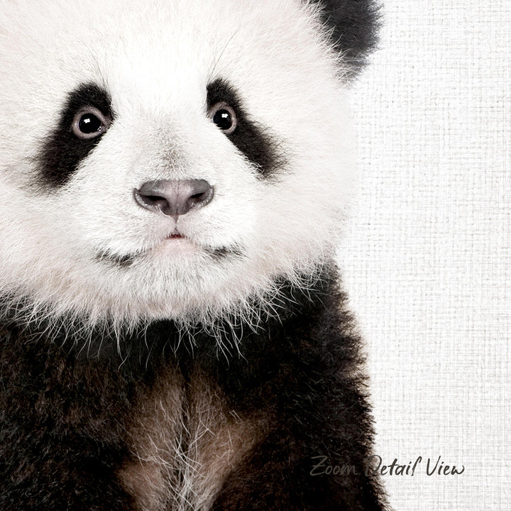 A close-up portrait of a panda bear, with its distinctive black and white fur and large, expressive eyes.