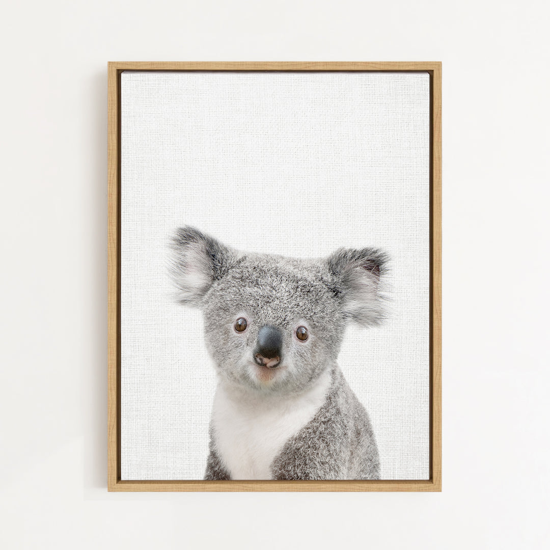 A framed photograph of a koala bear with a white background.