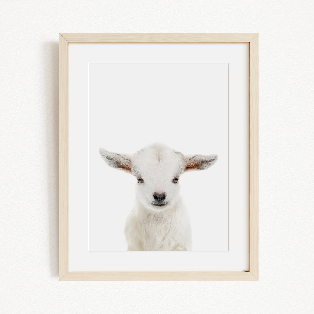 A framed photograph of a baby goat with large ears and a small nose, looking directly at the camera.