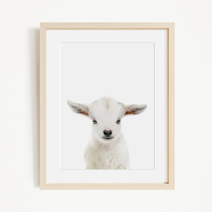 A framed photograph of a baby goat with large ears and a small nose, looking directly at the camera.