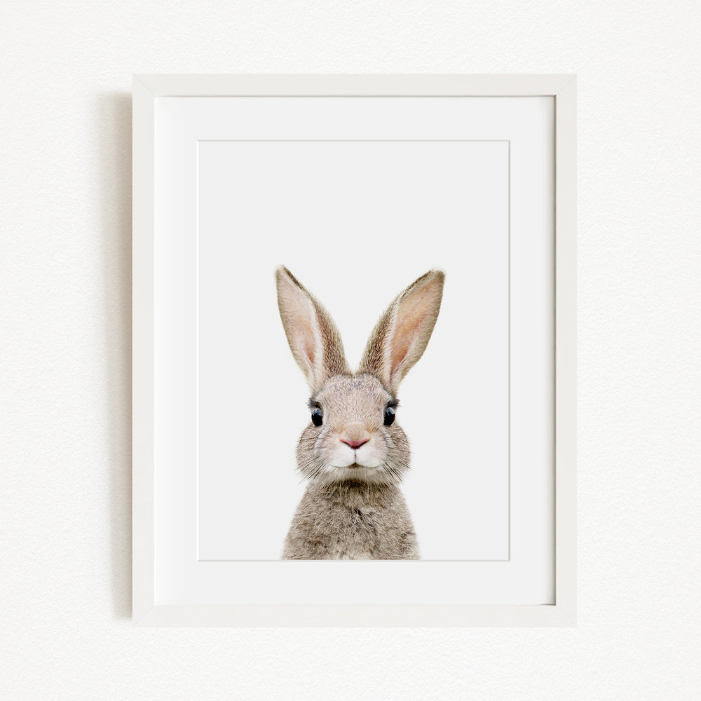 A framed image of a rabbit with large ears and a small nose, looking directly at the camera.