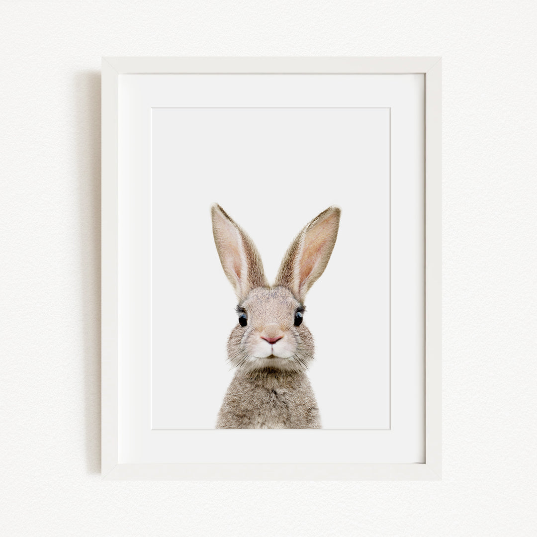 A framed image of a rabbit with large ears and a small nose, looking directly at the camera.