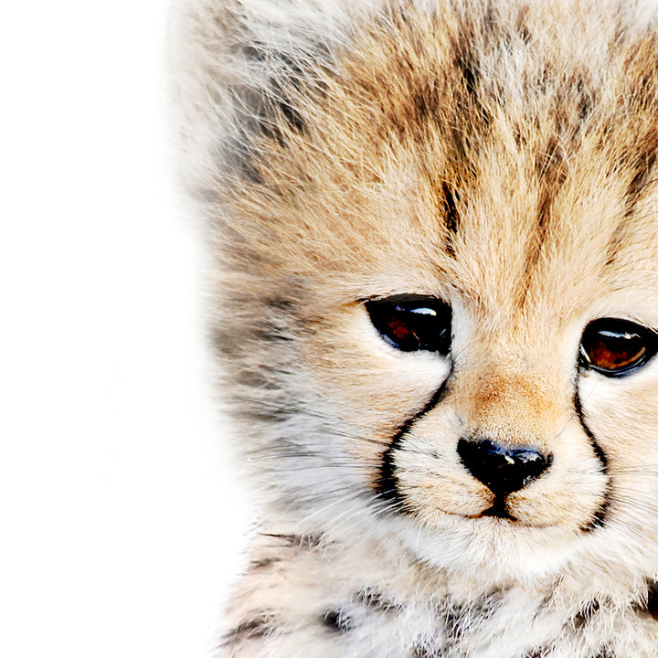 Baby Cheetah - Baby Animal Portrait