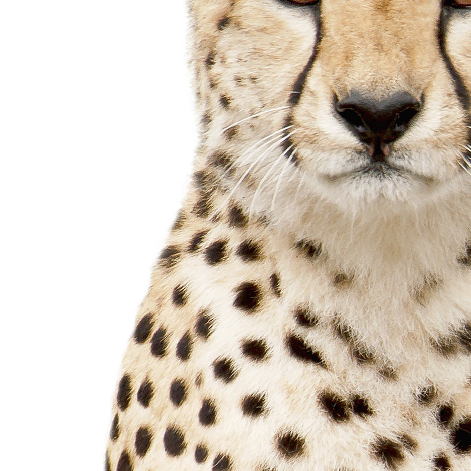 Cheetah Stare - Animal Portraits