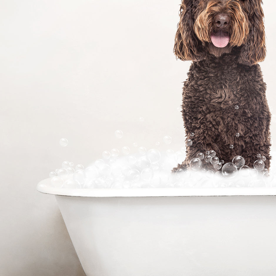 Chocolate Labradoodle in Rustic Bath Style