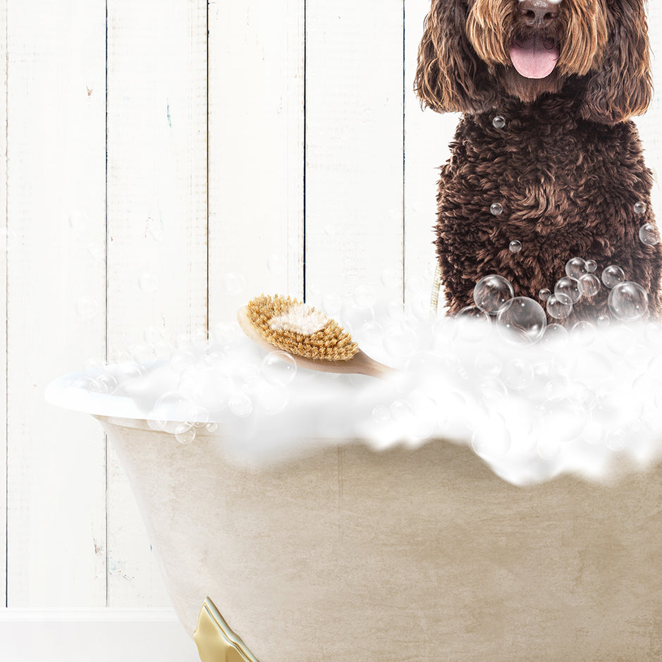 Chocolate Labradoodle in Farmhouse Hot Bath