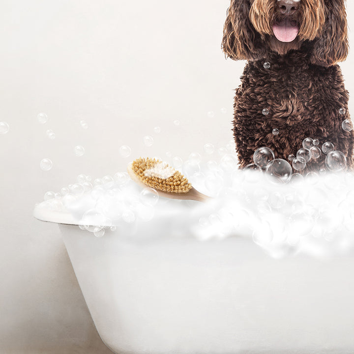 Chocolate Labradoodle in Rustic Bath Style Lots of Foamy Bubbles