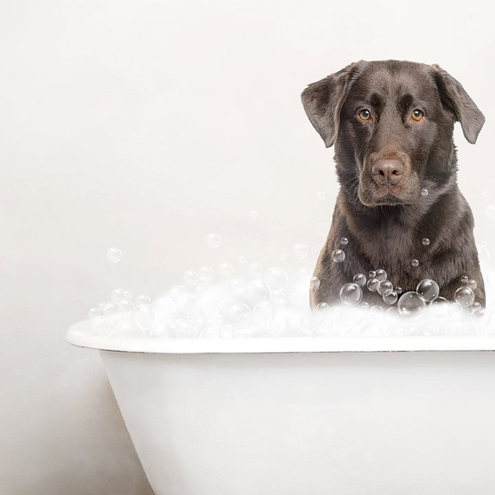 Chocolate Lab in Rustic Bath Style