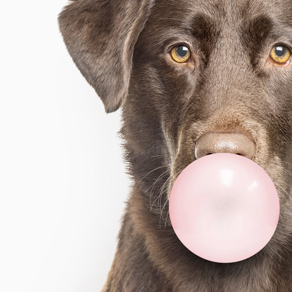 Chocolate Labrador Blowing Bubbles