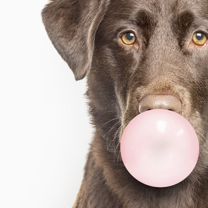 Chocolate Labrador Blowing Bubbles