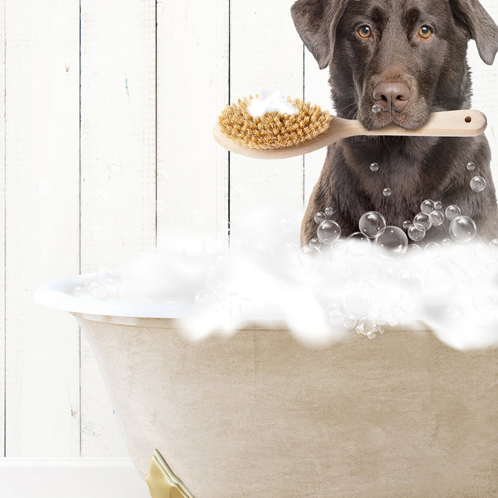 Chocolate Lab in Farmhouse Hot Bath