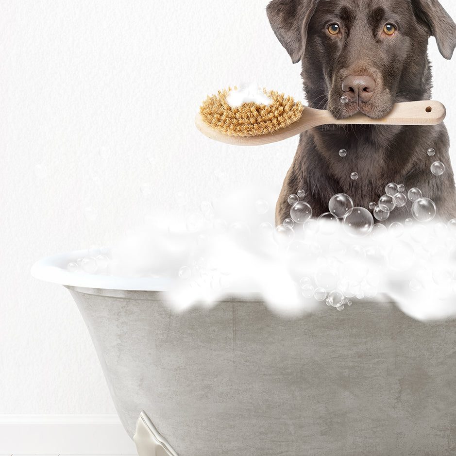 Chocolate Lab Scrub A-Dub-Dub in Simple Gray Bath