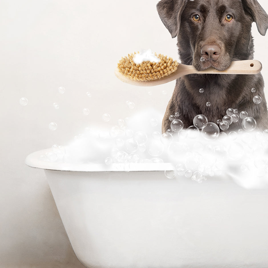 Chocolate Lab in Rustic Bath Style Lots of Foamy Bubbles