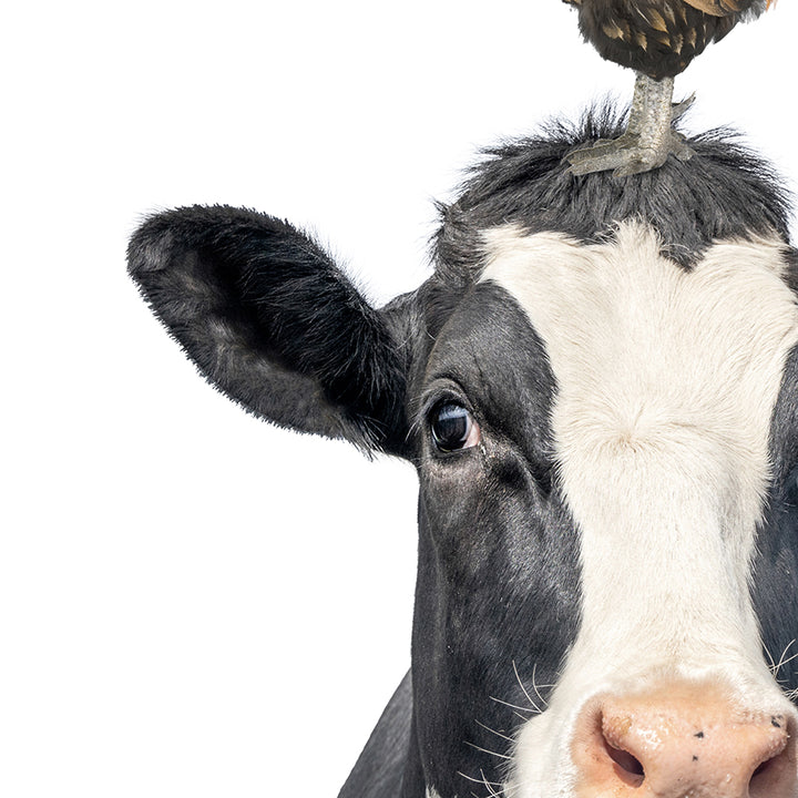 Cow and Rooster - Animal Portraits