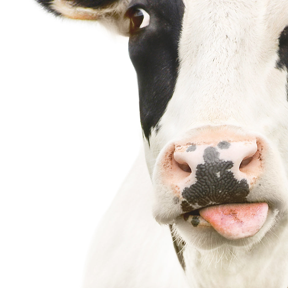 Holstein Cow Blep - Animal Portraits