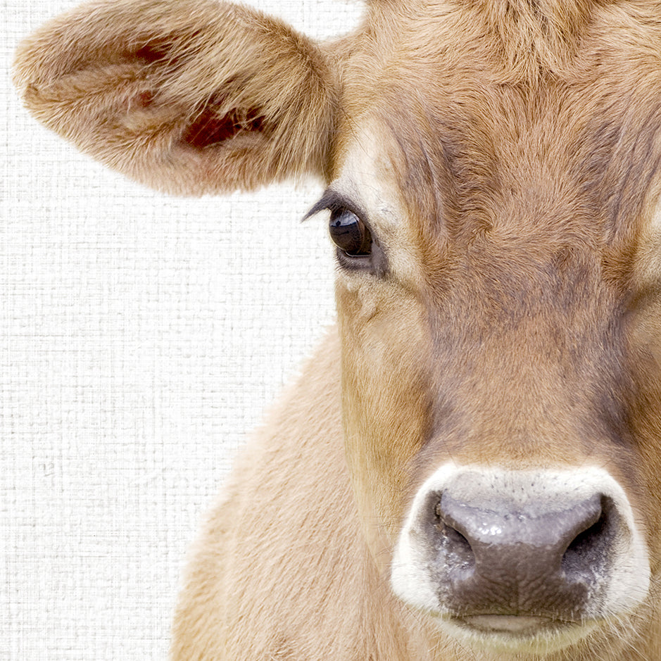 Brown Cow - Animal Portraits