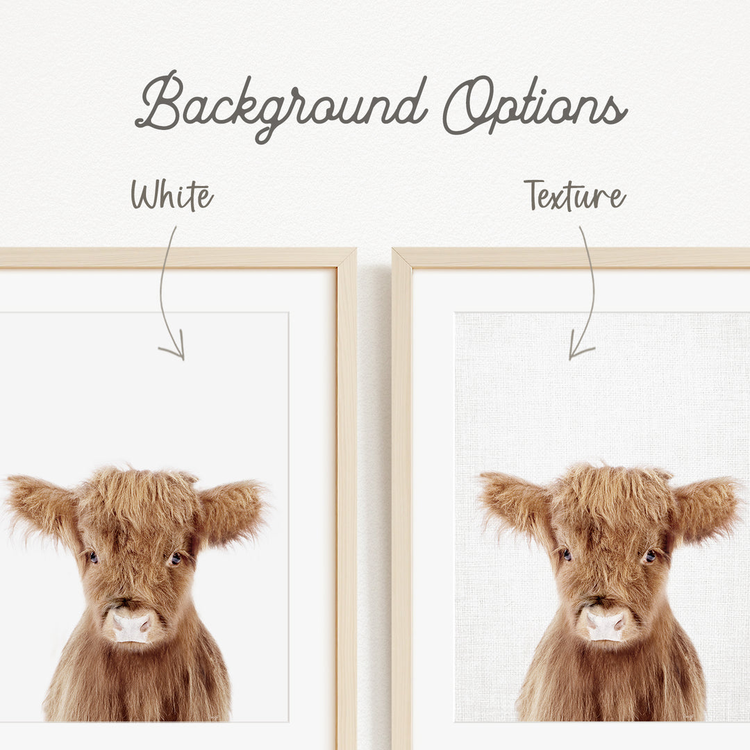 a close-up of a brown cow's head, with a text overlay indicating that the background options are "White" and "Texture".