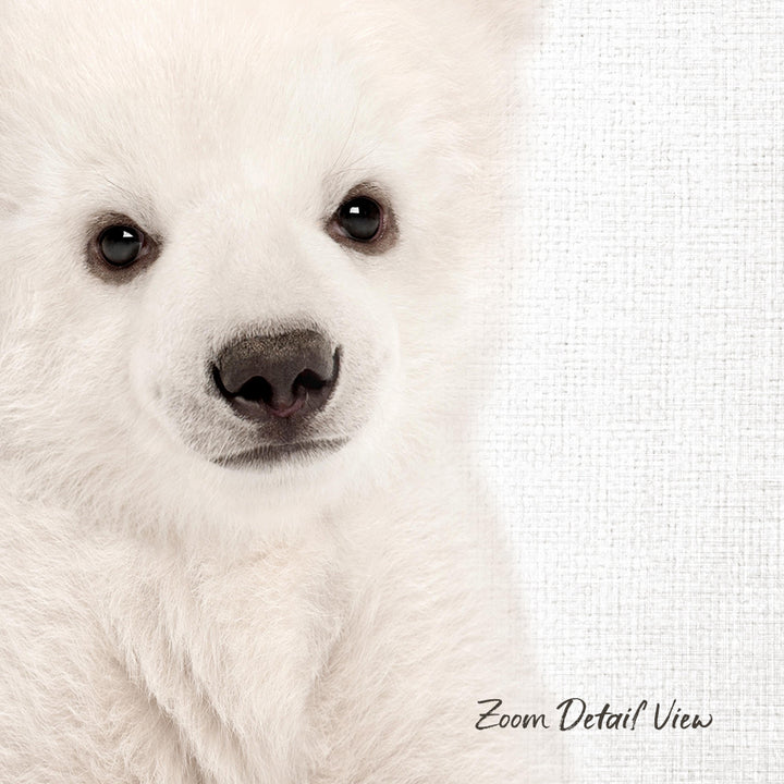 A close-up portrait of a fluffy white dog with large, expressive eyes and a black nose.