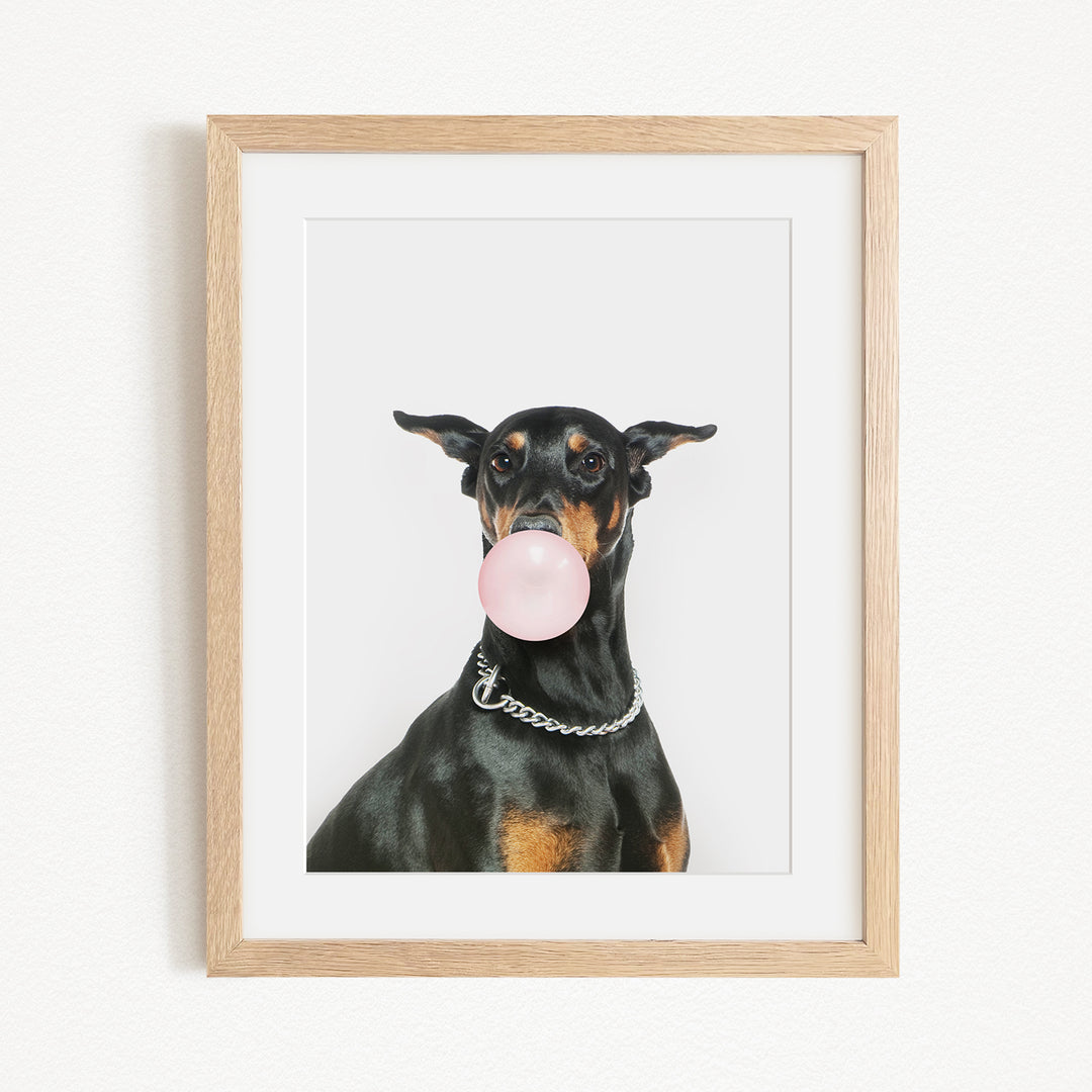 A black and tan dog is sitting on a white background, blowing a bubble with a pink bubble gum bubble.