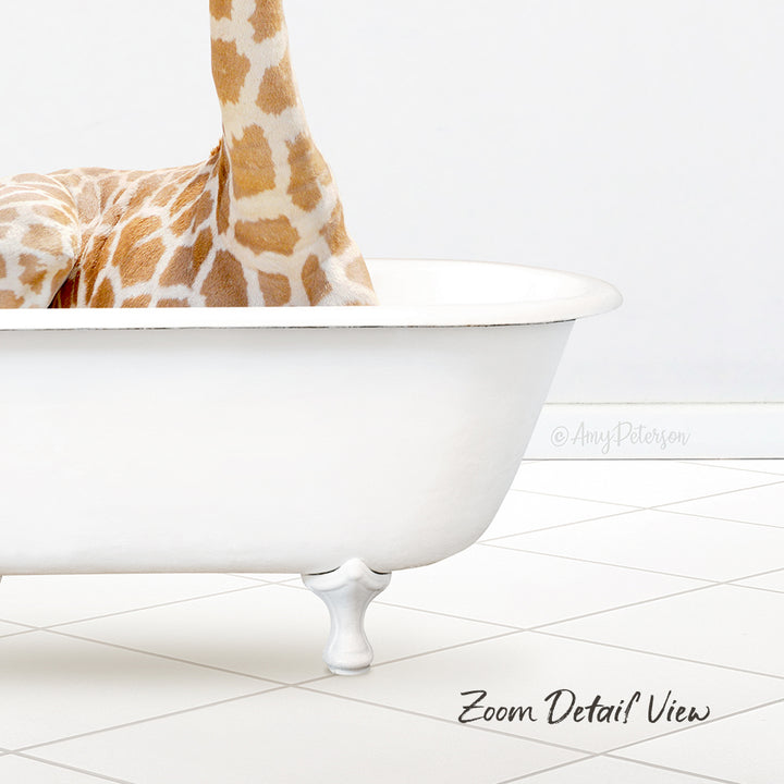 A giraffe is sitting in a white bathtub, with its long neck and legs partially submerged in the tub.
