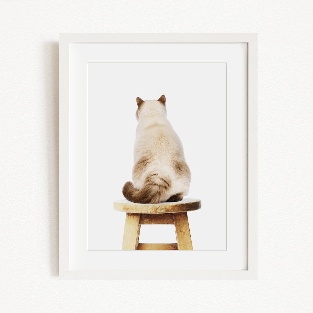 A white cat is sitting on a wooden stool, facing away from the camera.