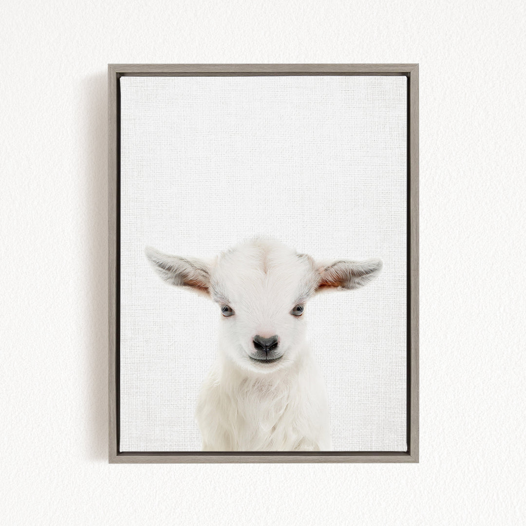 A framed image of a white goat with large ears, looking directly at the camera.