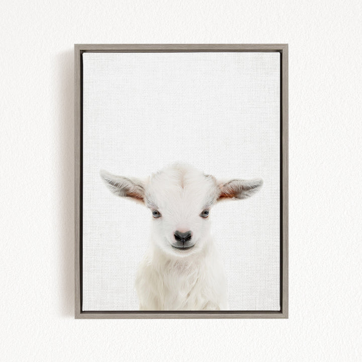 A framed image of a white goat with large ears, looking directly at the camera.