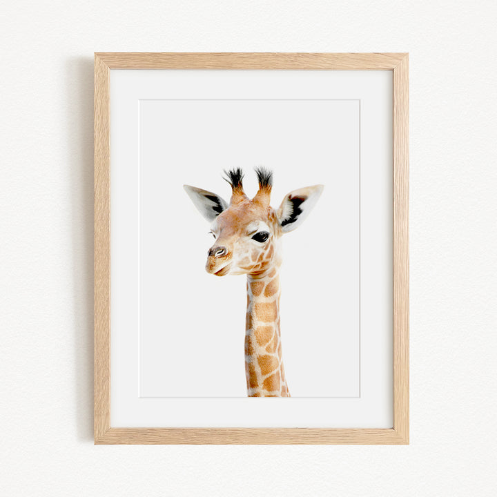 A framed photograph of a giraffe's head, with its distinctive long neck and spotted coat, is displayed on a white wall.