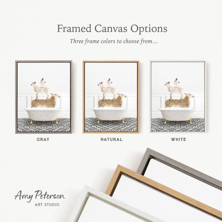 three framed canvas options, each featuring a different color: gray, natural, and white. The text above the images reads " framed Canvas Options" and "Three frame colors to choose from...". The bottom of the image includes the text " Amy Peterson ART STUDIO".