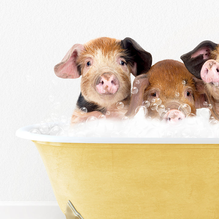 a group of three pigs sitting in a bath tub