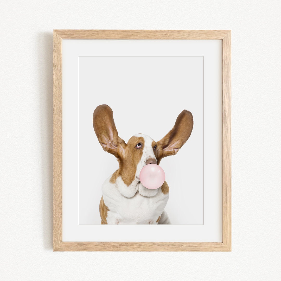 A brown and white dog with large ears is blowing a bubble with a pink bubble gum bubble.