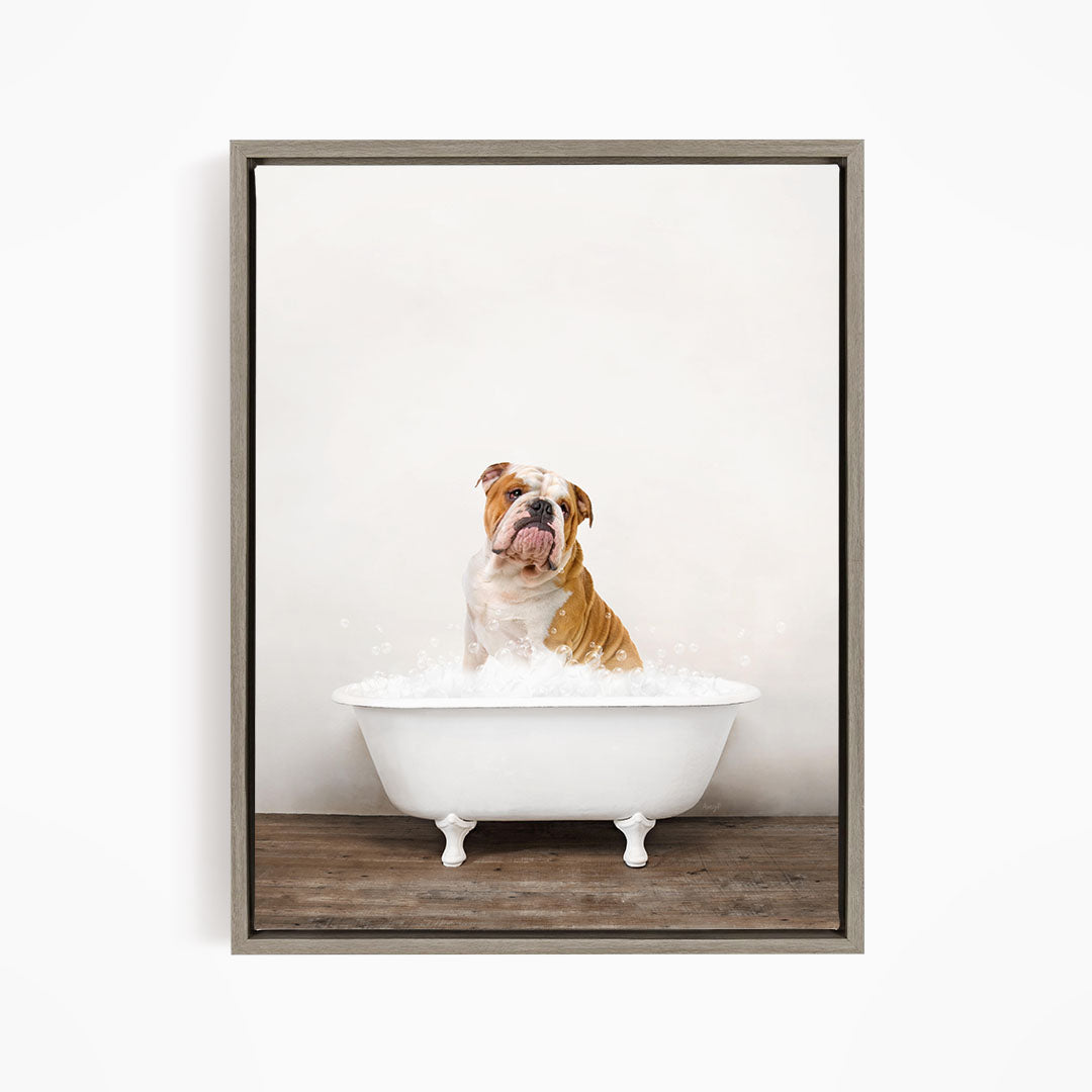 A brown and white bulldog sitting in a white bathtub filled with water, looking directly at the camera.