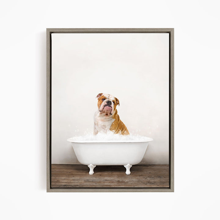 A brown and white bulldog sitting in a white bathtub filled with water, looking directly at the camera.