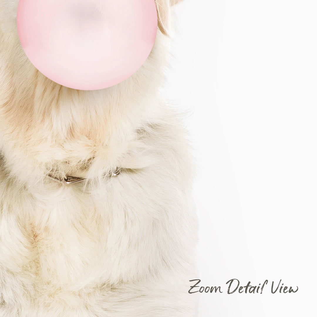 A close-up of a fluffy white dog with a pink bubble gum bubble in its mouth, against a plain white background.