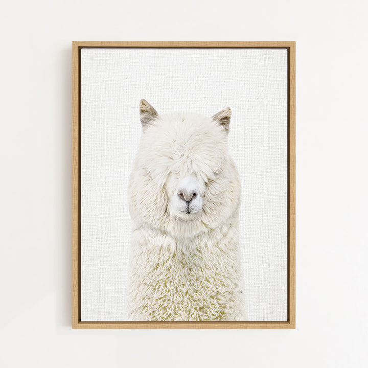 A white alpaca with its eyes closed is the main subject of the framed image.