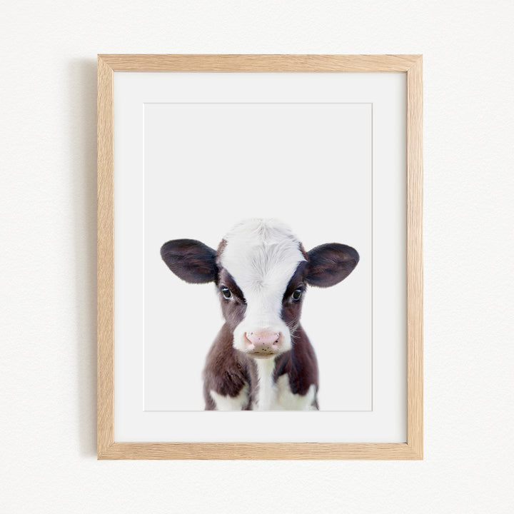 A framed image of a black and white cow with a pink nose, looking directly at the camera.