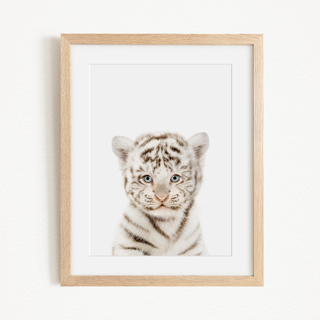 A framed photograph of a young tiger cub with striking blue eyes and a captivating expression.