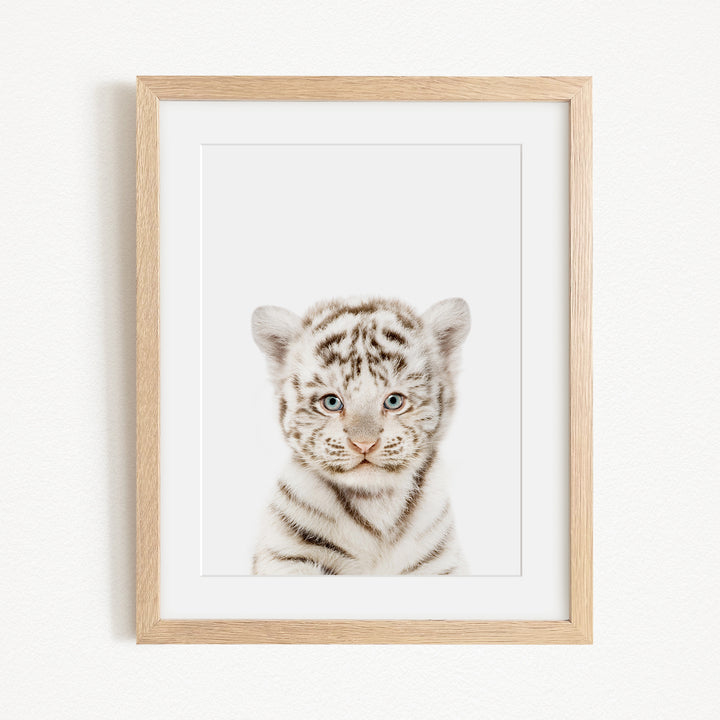 A framed photograph of a young tiger cub with striking blue eyes and a captivating expression.