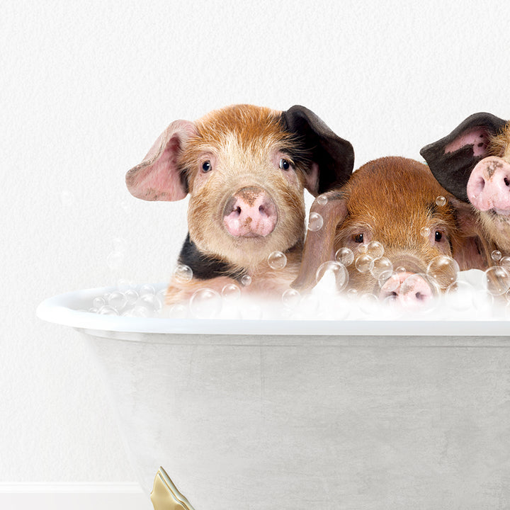 three pigs in a bathtub with bubbles of water