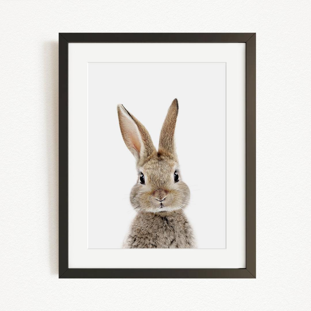 A framed image of a rabbit with its head turned to the side, looking directly at the camera.