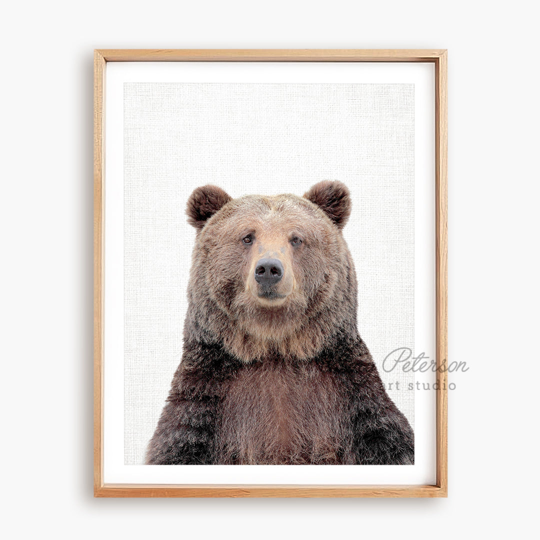 a picture of a brown bear with a white background