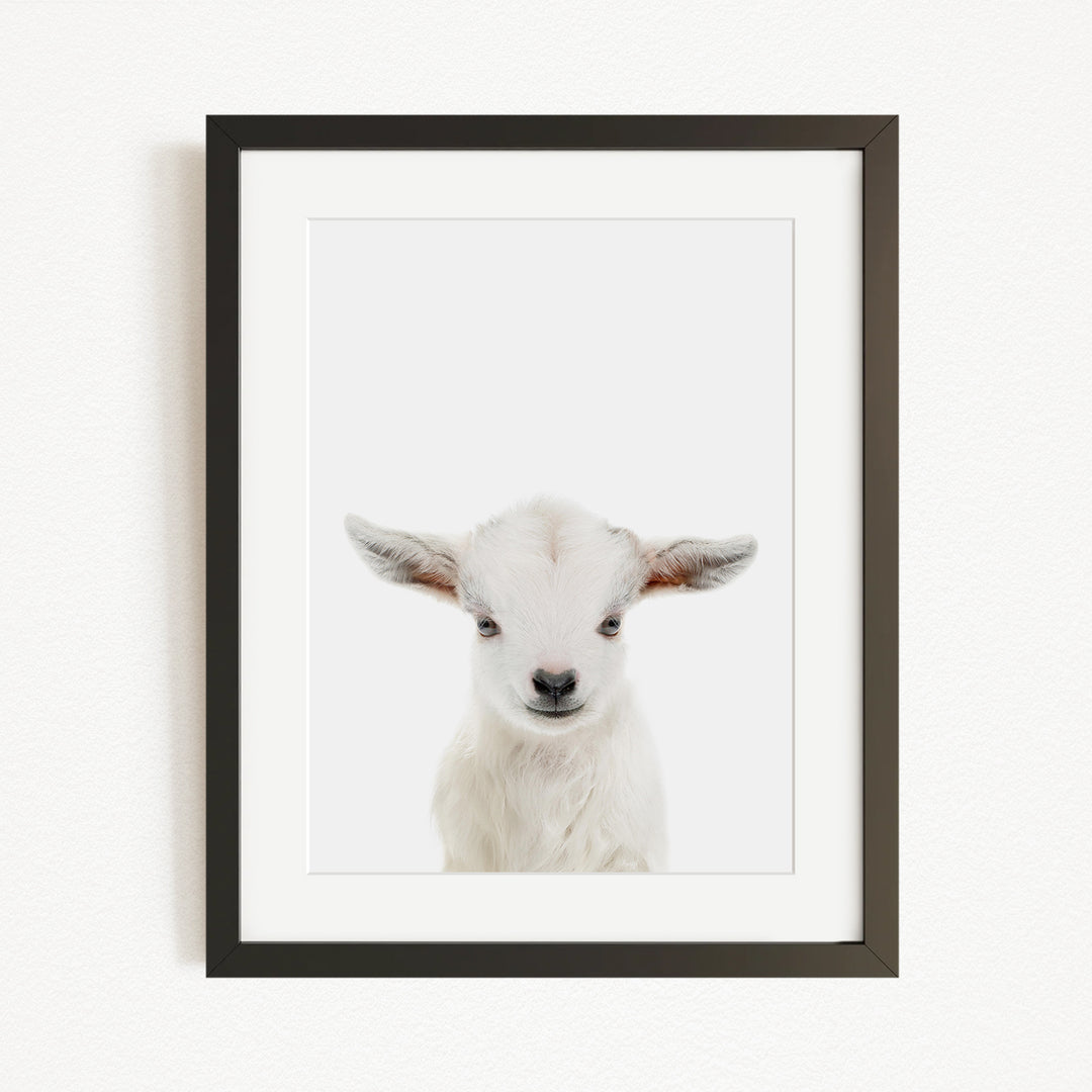 A framed photograph of a white lamb with large ears, looking directly at the camera.