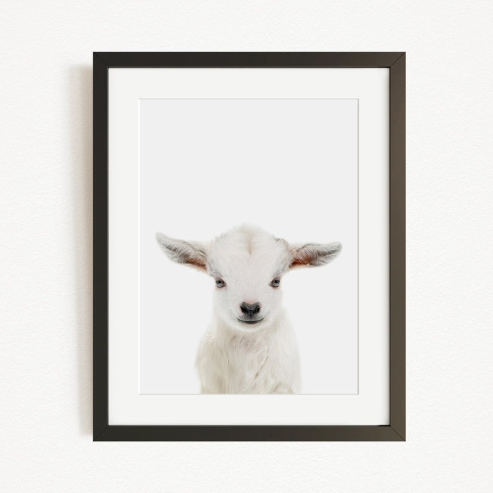 A framed photograph of a white lamb with large ears, looking directly at the camera.