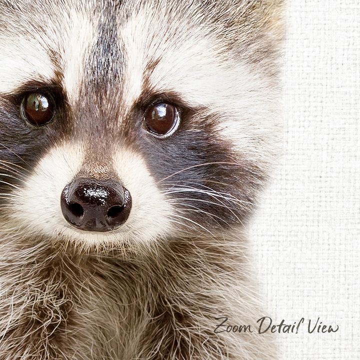 A close-up of a raccoon's face, with its large, expressive eyes and distinctive facial features clearly visible.