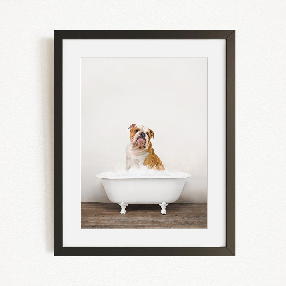 A brown and white bulldog sitting in a white bathtub filled with water, looking up at the camera.