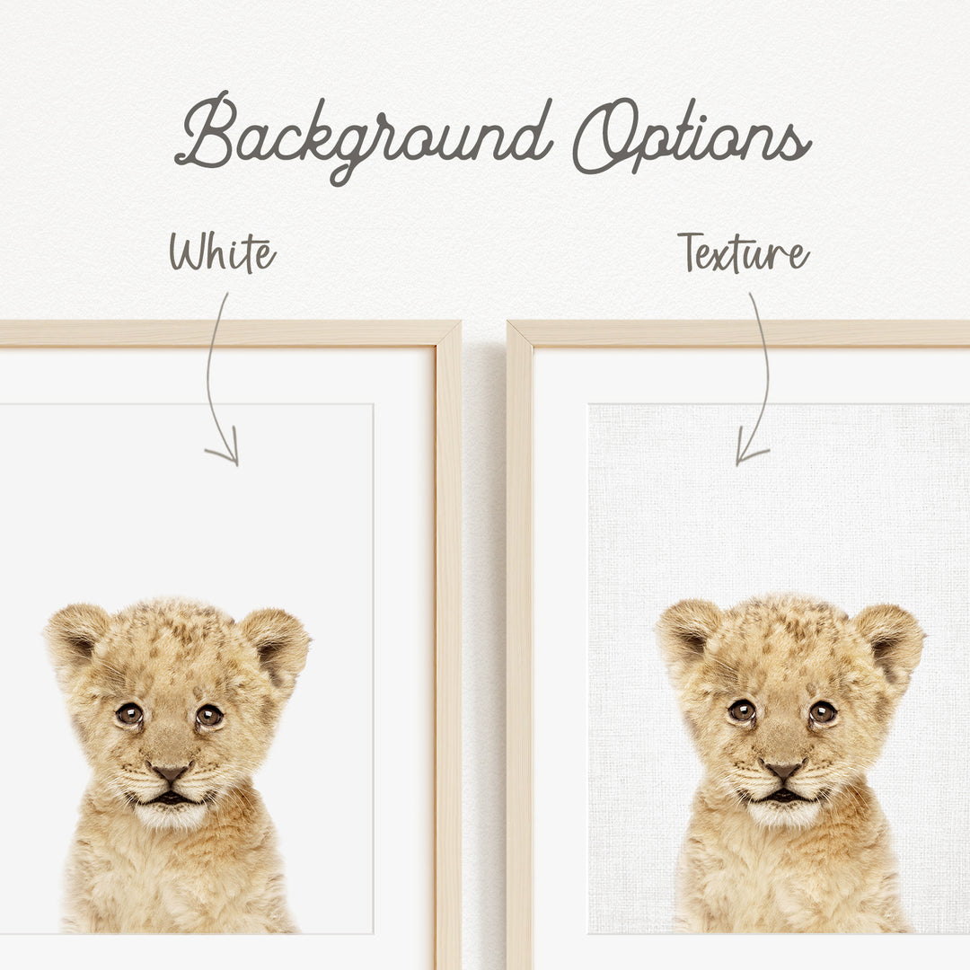 a baby lion with a white background, and there are two different backgrounds available for the viewer to choose from.