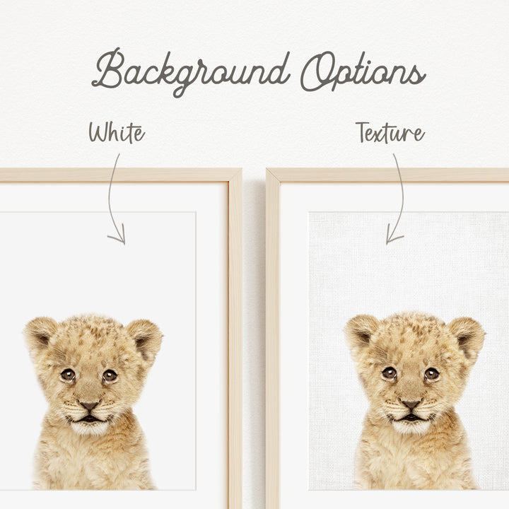 a baby lion with a white background, and there are two different backgrounds available for the viewer to choose from.