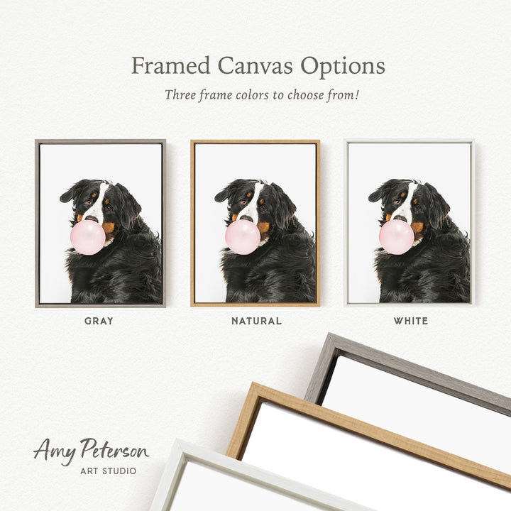 three framed canvas options for a black and white dog blowing a bubble with a pink bubble gum bubble. The options include a gray frame, a natural frame, and a white frame.